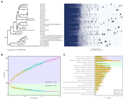 Comparative genomic analyses of Cutibacterium granulosum provide insights into genomic diversity